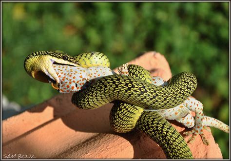 Golden Tree Snake Golden Tree Snake Tokay Gecko Flickr