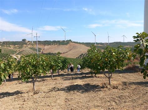 Fichi Festival Alla Scoperta Del Fico Di Cosenza Dop Radio Food