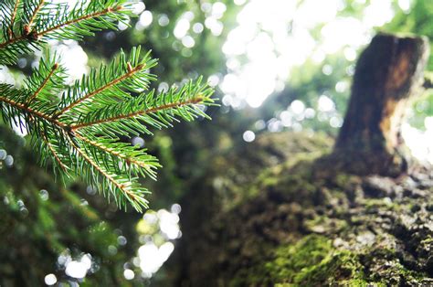 Fotos Gratis Naturaleza Bosque Rama Planta Madera Hoja Flor