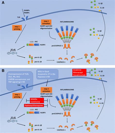 a Inflammasome. Step one of inflammasome activation requires priming ...