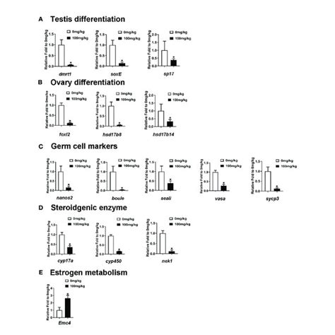 Rt Qpcr Measured The Mrna Levels Of Sex Related Genes And Estrogen