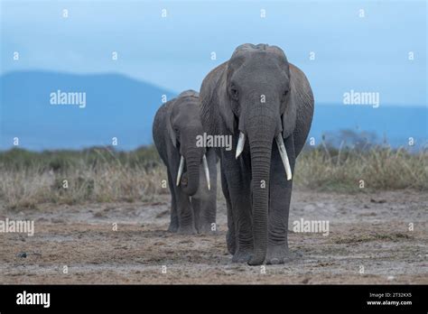 Two Mature Female African Elephants Walking On The Dry Ground Of