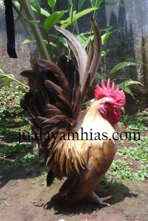 Galeri Foto Ayam Serama Terbaru