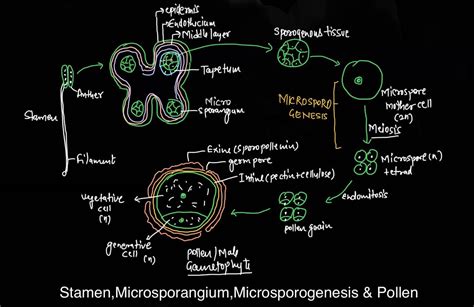 Sexual Reproduction In Angiosperms Class 12 Easy Notes Kashibiology