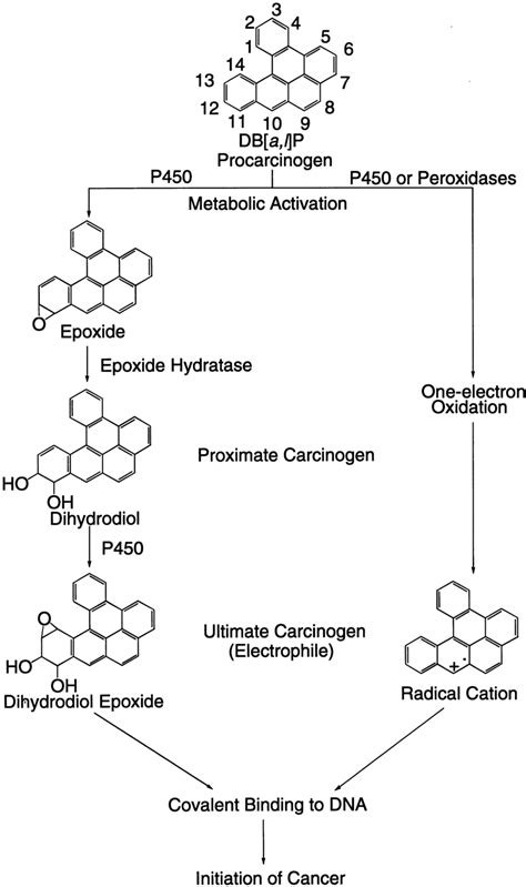 Metabolic Activation Of Db A L P By The Diol Epoxide And Radical Cation