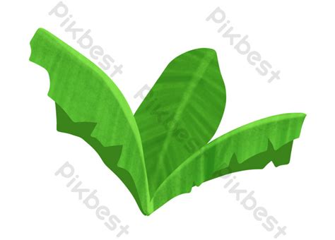 Detail Gambar Daun Kelapa Kartun Koleksi Nomer 34