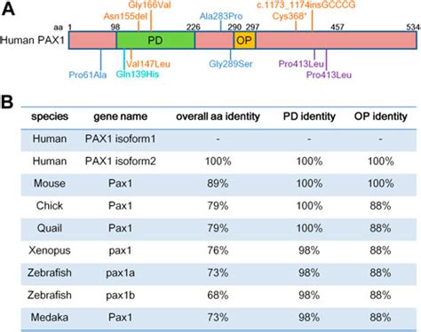 Frontiers An Overview Of PAX1 Expression Function And Regulation In