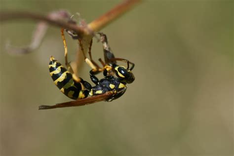 Wasp Removal Edmonton Major Pest Control