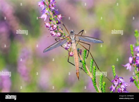 Meadow Cranefly Grey Daddy Long Legs Tipula Paludosa Female Sitting