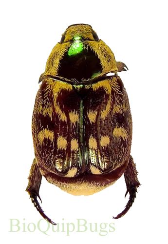 Chrysina Lecontei BioQuipBugs