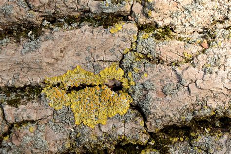 Banco De Imagens Natureza Rocha Estrutura Plantar Madeira