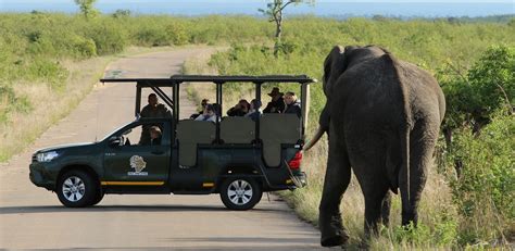 Kurt Safari Parc National Kruger Ce Quil Faut Savoir