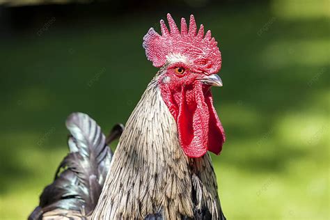 Cock Head Cock Cockerel Farm Photo Background And Picture For Free Download Pngtree