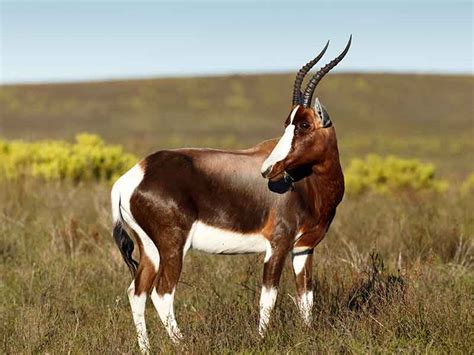 Hunting Bontebok In South Africa Somerby Safaris