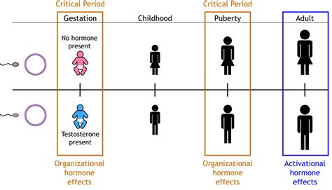 Sexual Differentiation Foundations Of Neuroscience