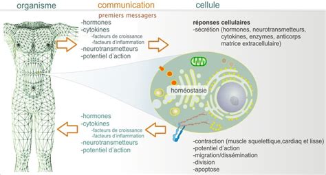 Introduction 11 Introduction à la signalisation cellulaire biologie