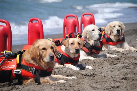 Zampe Ferragosto Di Super Lavoro Per I Cani Bagnini Sics Salvataggi