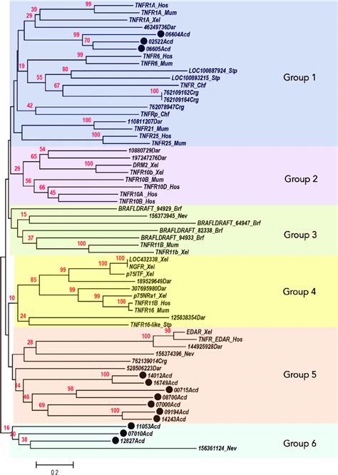 Evolutionary Relationships Of Taxa With Dd Containing Tnfrs The