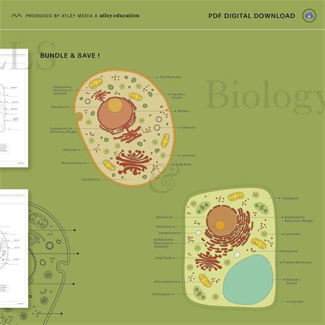 BUNDLE - Animal & Plant Cell Diagram and Differentiated Worksheets - Science Educational