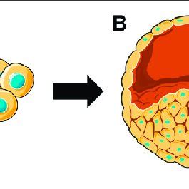 | Representation of how venom gland organoids are derived from snake ...