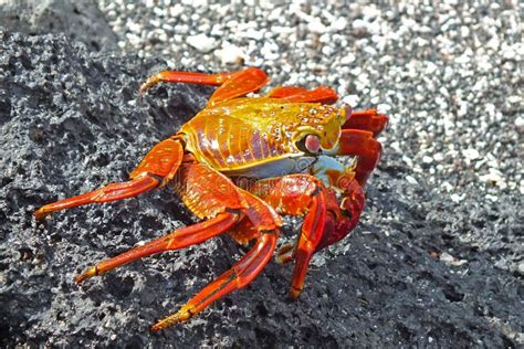 One Red Sally Lightfoot Galapagos Crab Eating Close Up Galapagos Island