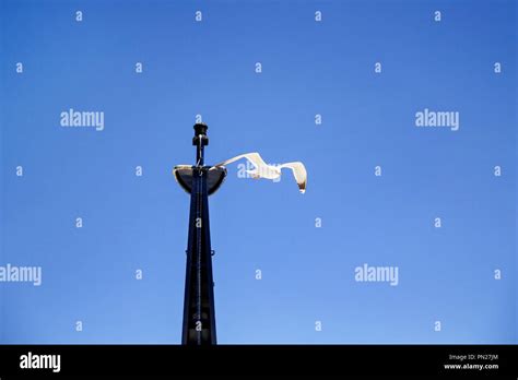 Bird Seagull Flying In The Sky Over The Sea White Bird Seagull Flying