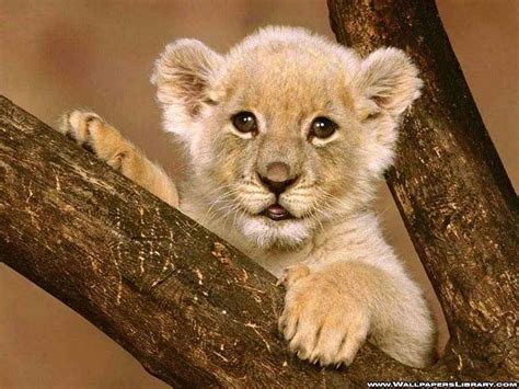 Baby Lion Wallpapers Top Free Baby Lion Backgrounds WallpaperAccess