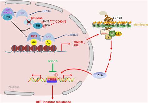 The Schema Depicting The Bet Inhibitor Resistance In Pca Cells Due To