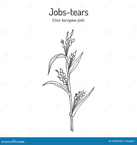 Jobs Tears Or Adlay Millet Coix Lacryma Jobi Edible And Medicinal