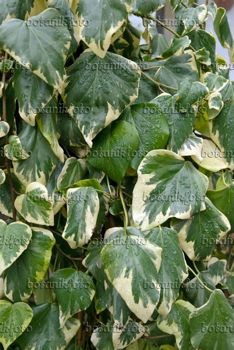 Image Algerian Ivy Hedera Algeriensis Gloire De Marengo 490066