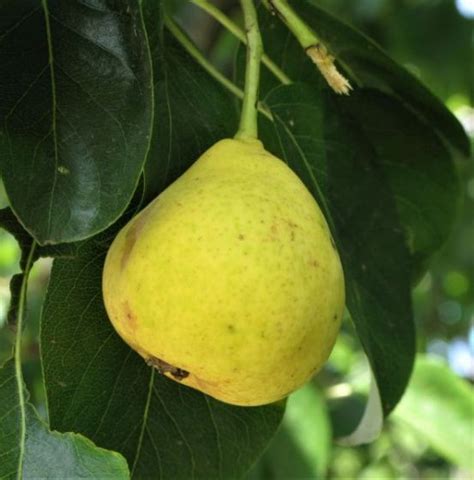 Orient Pear Tree Pear Fruit Pear Trees