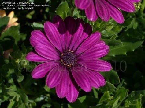 Plantfiles Pictures African Daisy Cape Daisy Osteospermum