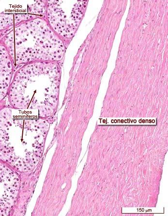 Histología Testicular