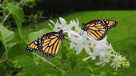 Growing a Pollinator Garden | Homegrown | NC State University