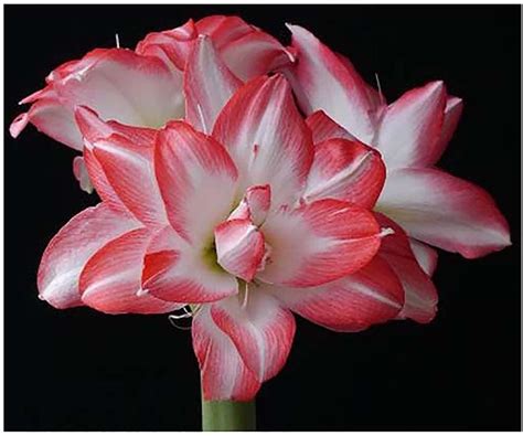 Amazon Pink Belladonna Lily Naked Lady Amaryllis Bulb Root