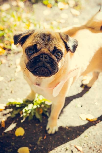 Premium Photo Portrait Of Cute Pug Puppy Outdoors