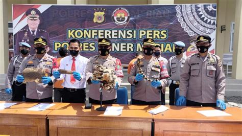 Ungkap Jual Beli Satwa Dilindungi Polisi Ringkus Tiga Pelaku Di Bener