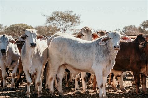 Image Of Cows Huddled Together Austockphoto