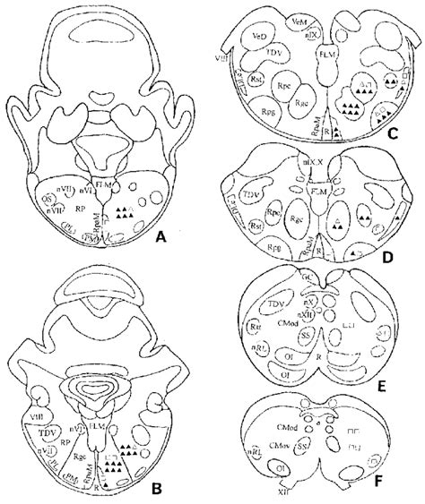 Diagrams of rostral (A) to caudal (F) transverse sections through the ...