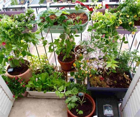 35 Best Terrace Gardening Ideas & Terrace Garden Easy Guide