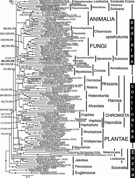 Maximum Likelihood Tree For Eukaryotes Based On Amino Acid