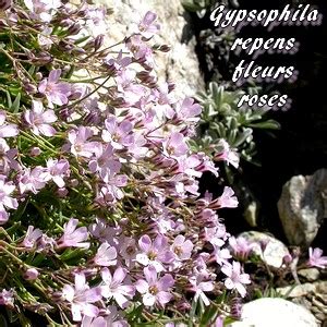 Descubra Kuva Gypsophile Rampante Thptnganamst Edu Vn