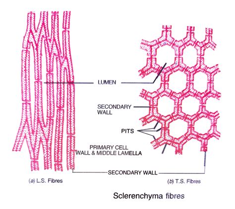 Differences Between Fibers and Sclereids - Overall Science