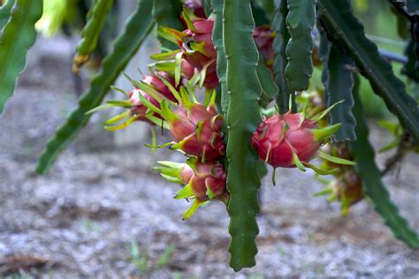 Pitaya BRS Luz Do Cerrado Portal Embrapa