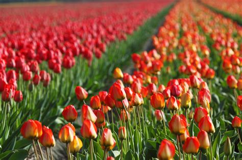 Tulip Field Free Stock Photo Public Domain Pictures