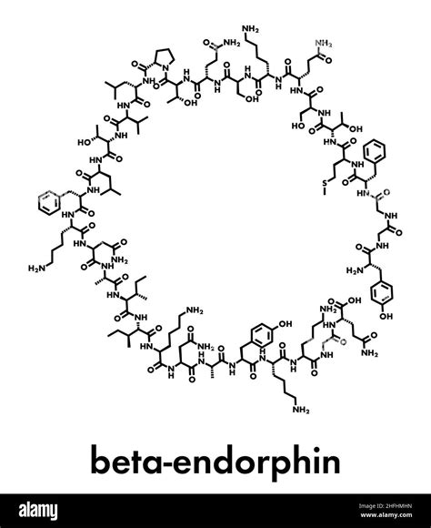 Endorfina Struttura Molecolare Immagini Vettoriali Stock Alamy