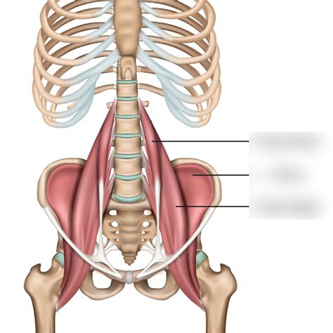 Iliopsoas Muscles Diagram Quizlet