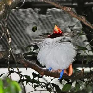 King Bird-of-Paradise - Facts, Diet, Habitat & Pictures on Animalia.bio