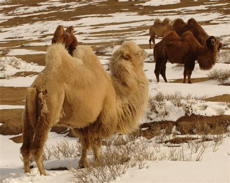 Gobi Desert Tourist Information, Facts & Location