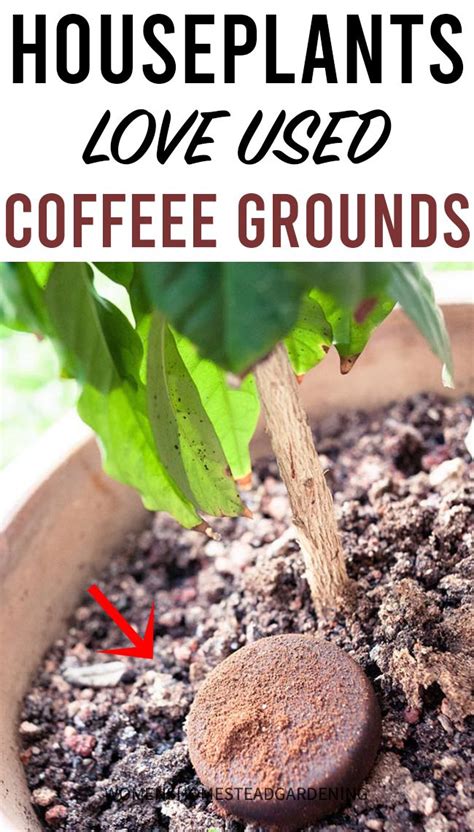 Houseplants Love Coffee Grounds Coffee Grounds Houseplants Uses For